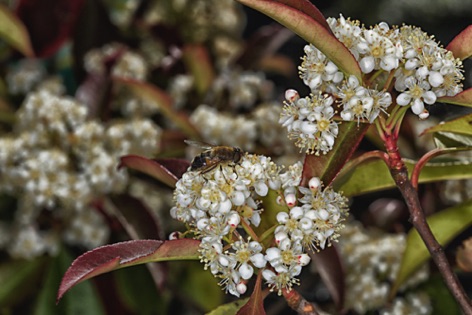 Photinia fiorita